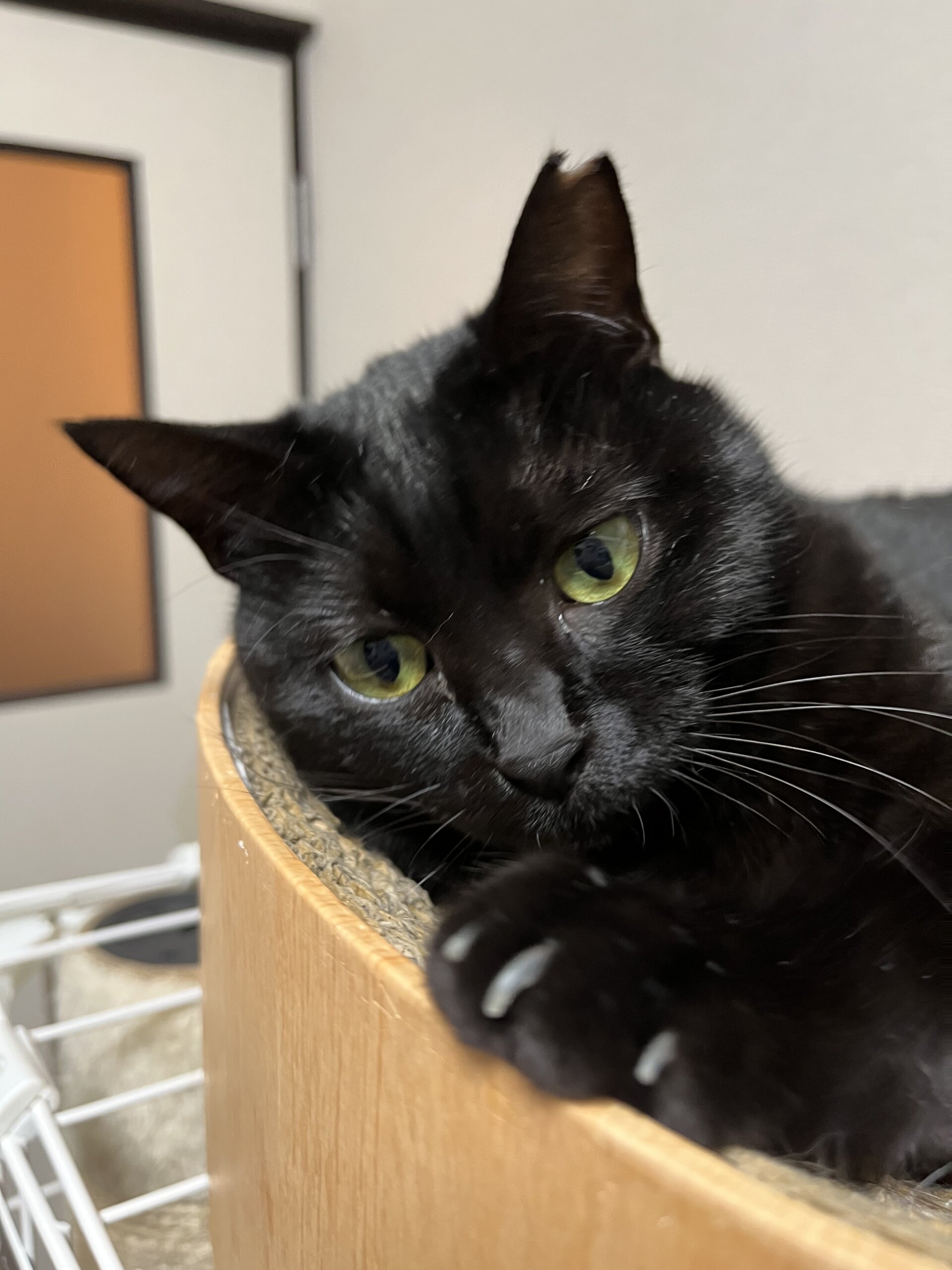 1歳3ヶ月　黒猫女の子