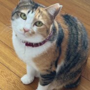 1歳の三毛ちゃん(女の子)