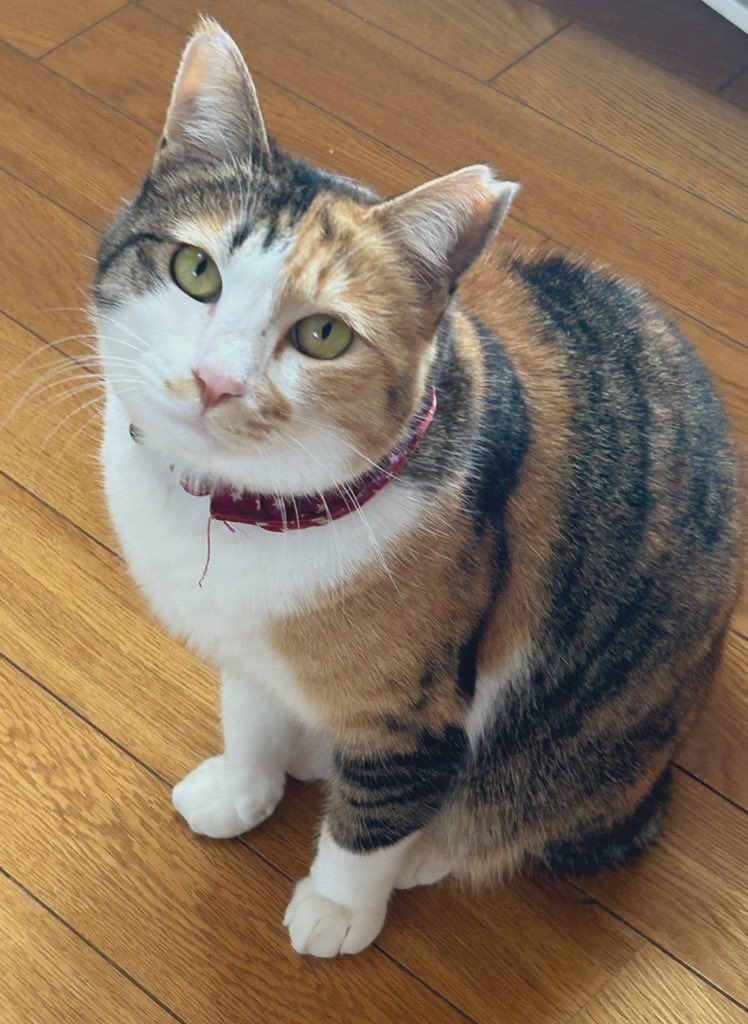 1歳の三毛ちゃん(女の子)