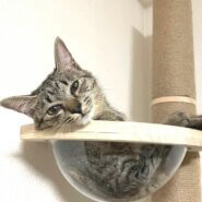 in瀬戸市☆保護猫たちの譲渡会2023年3月4日（土）～ 非営利団体「ちーむ にゃいんず」