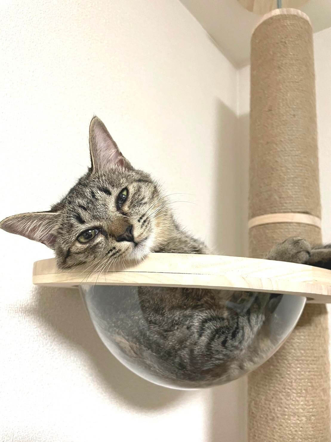 in瀬戸市☆保護猫たちの譲渡会2023年3月4日（土）～ 非営利団体「ちーむ にゃいんず」