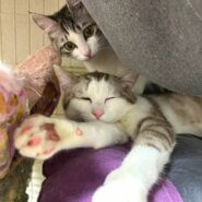 in春日井市☆保護猫たちの譲渡会2023年3月4日（土）～ 非営利団体「ちーむ にゃいんず」