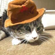 in春日井市☆保護猫たちの譲渡会2023年4月1日（土）～ 非営利団体「ちーむ にゃいんず」