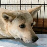 猪の罠で捕獲、保健所レスキュー犬・つけまつげちゃん