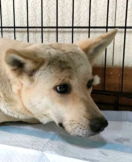 猪の罠で捕獲、保健所レスキュー犬・つけまつげちゃん