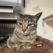 1歳　キジ　男の子