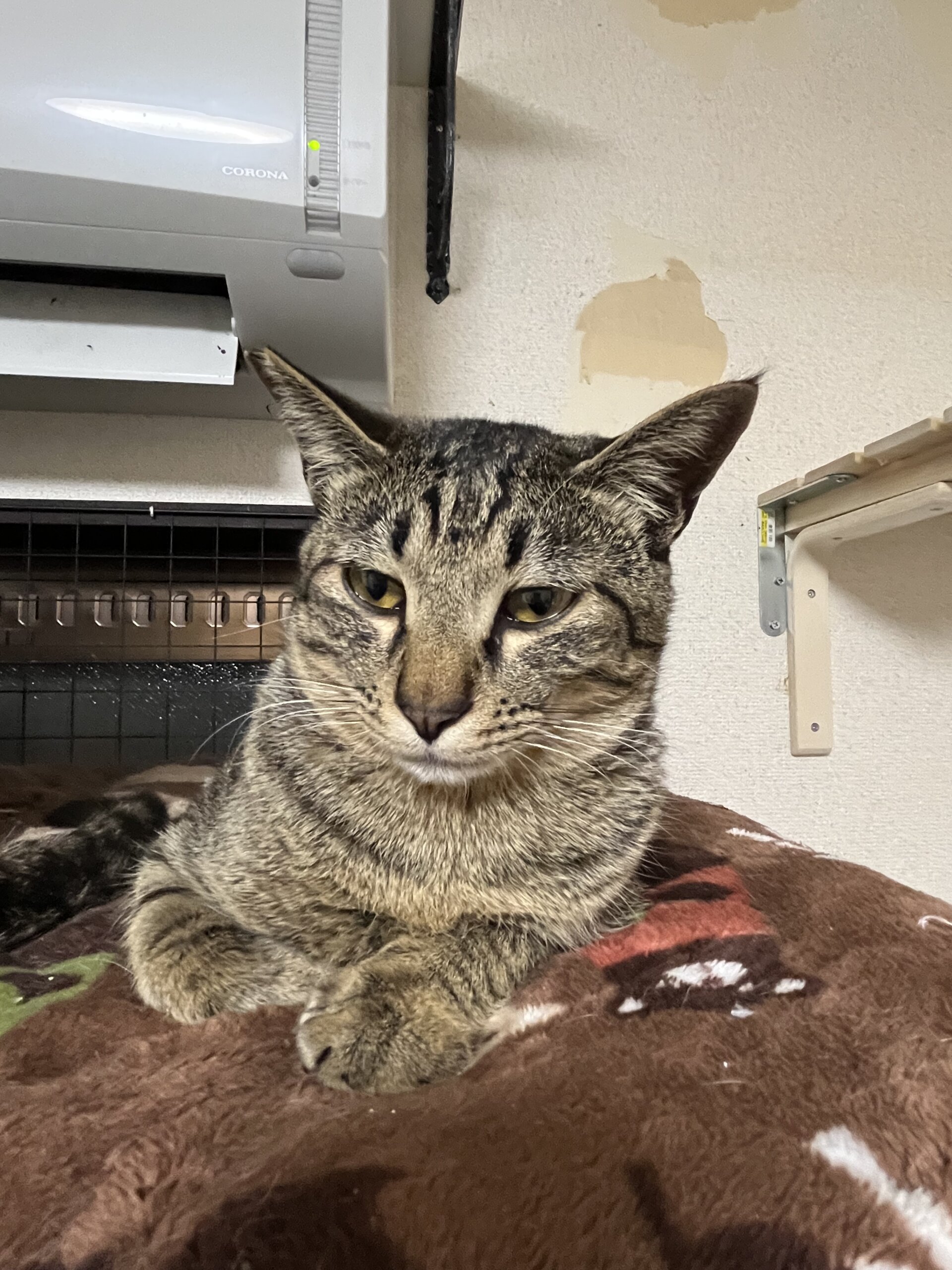 1歳　キジ　男の子