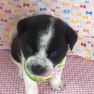 保健所レスキュー野犬の子♂空くん