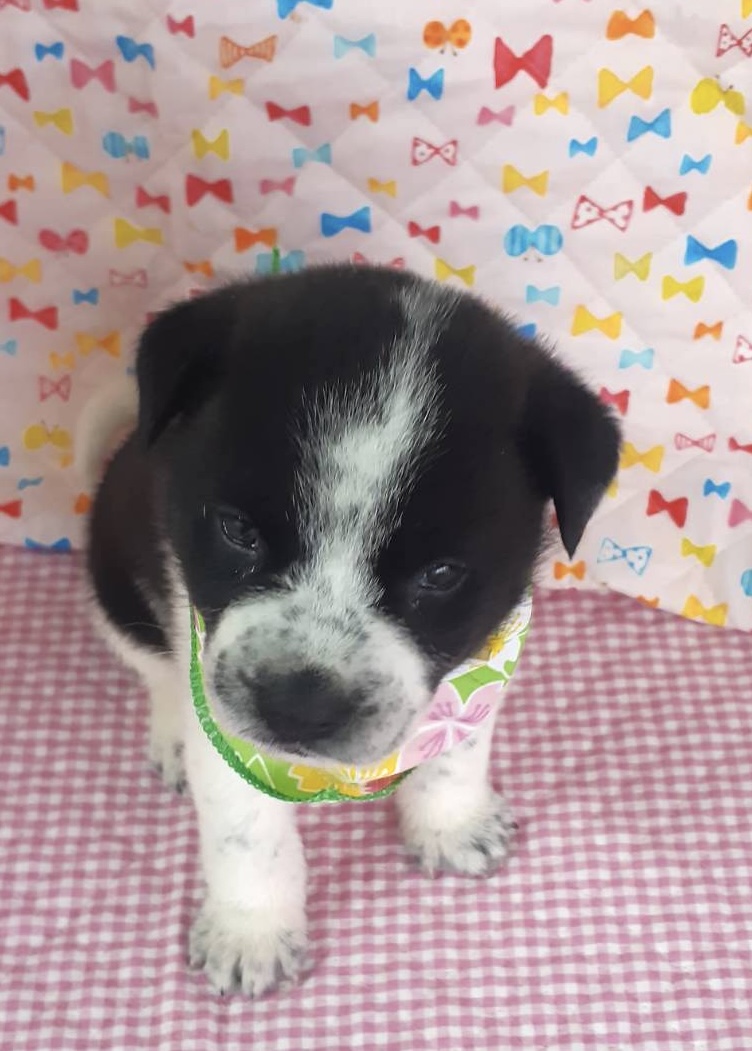 保健所レスキュー野犬の子♂空くん