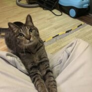 障害を持つ猫ちゃんが預かり様探します