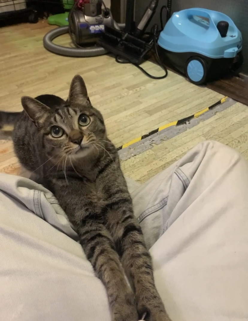 障害を持つ猫ちゃんが預かり様探します