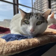 2歳2ヶ月　白サバ女の子