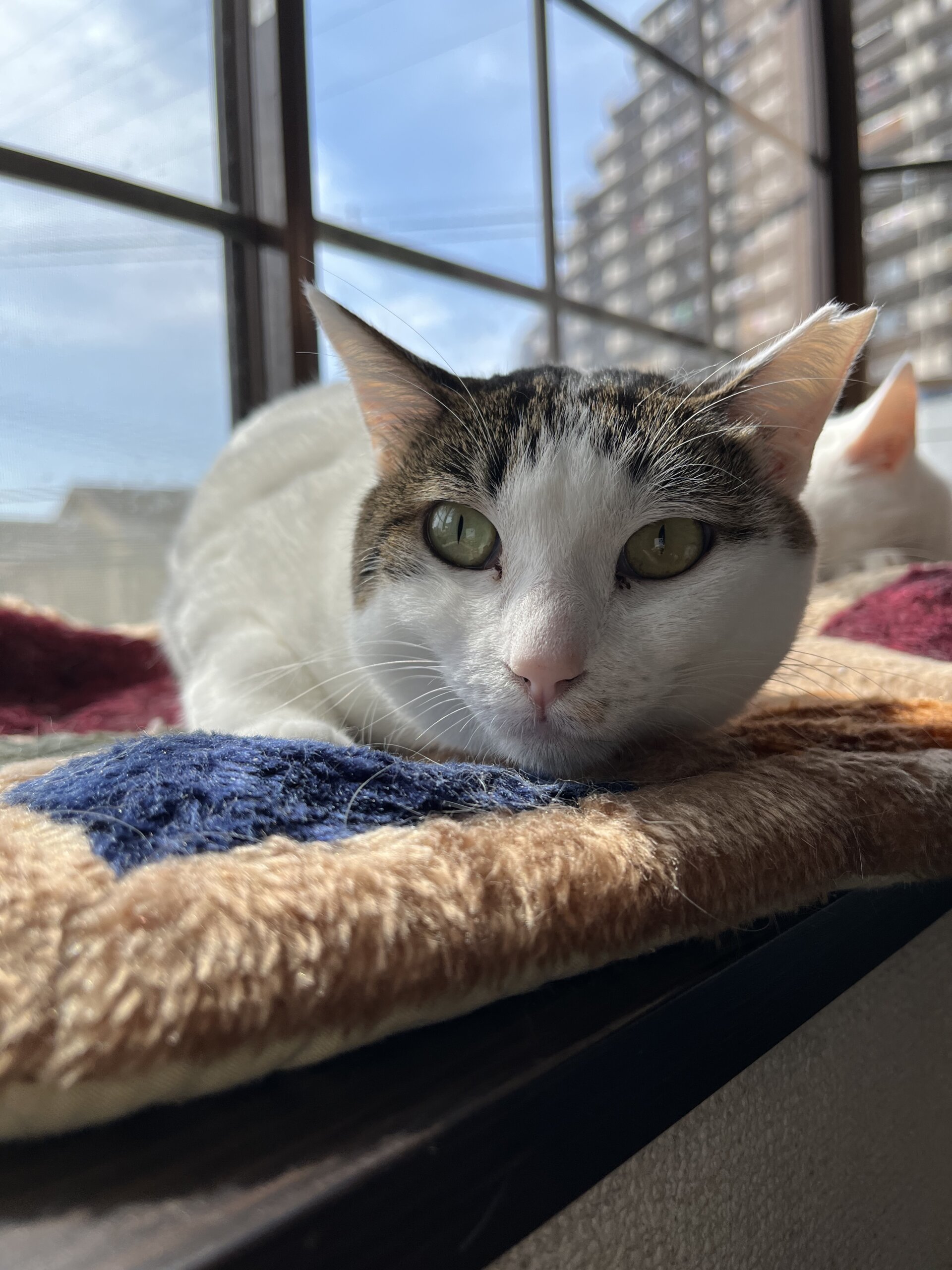 2歳2ヶ月　白サバ女の子