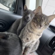 猫5匹を預かっていただける方