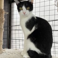 1歳　白黒ハチワレ　男の子