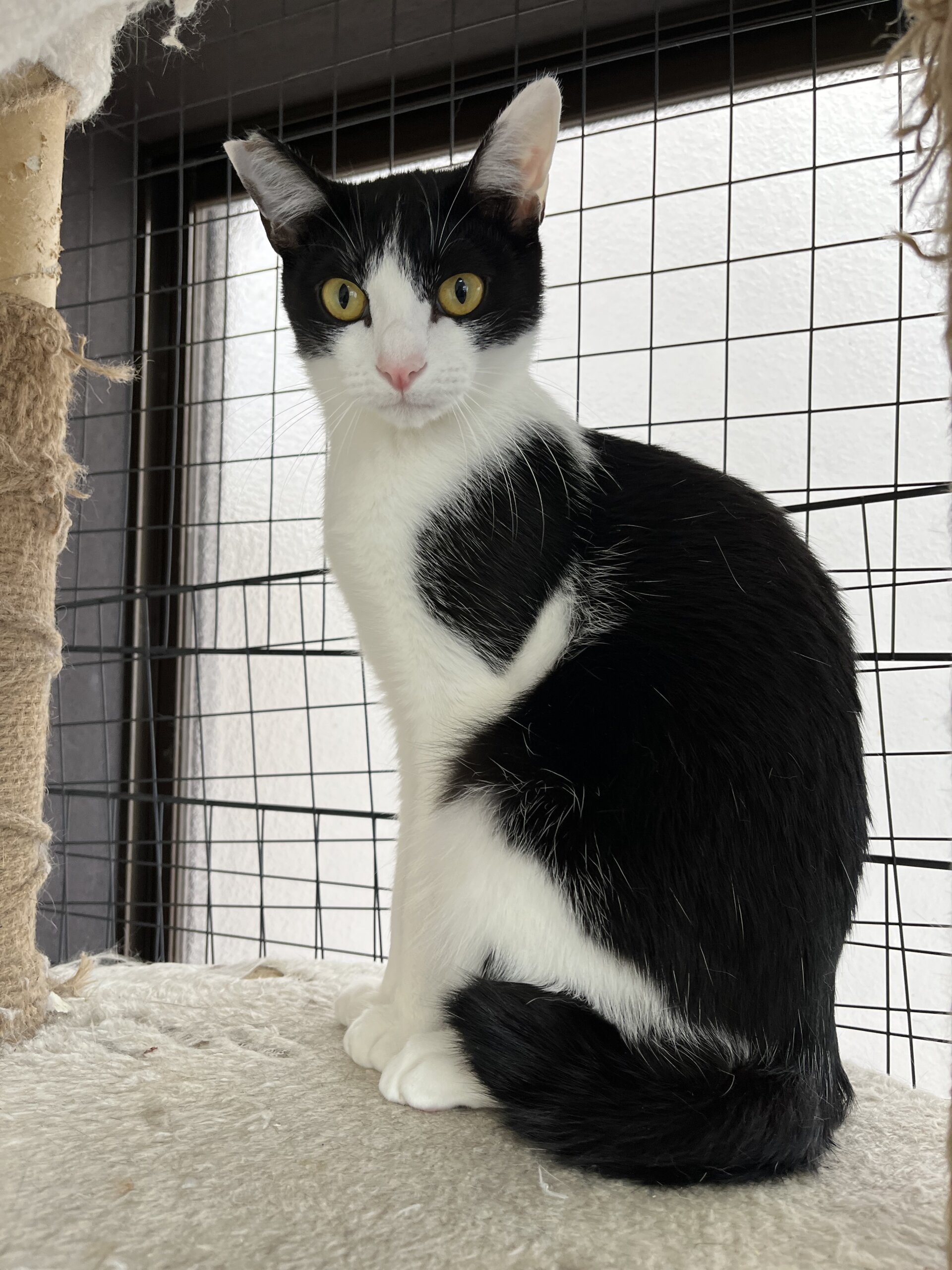 1歳　白黒ハチワレ　男の子