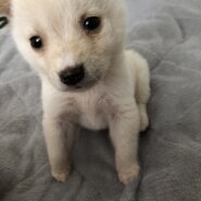 とっても可愛いこはく