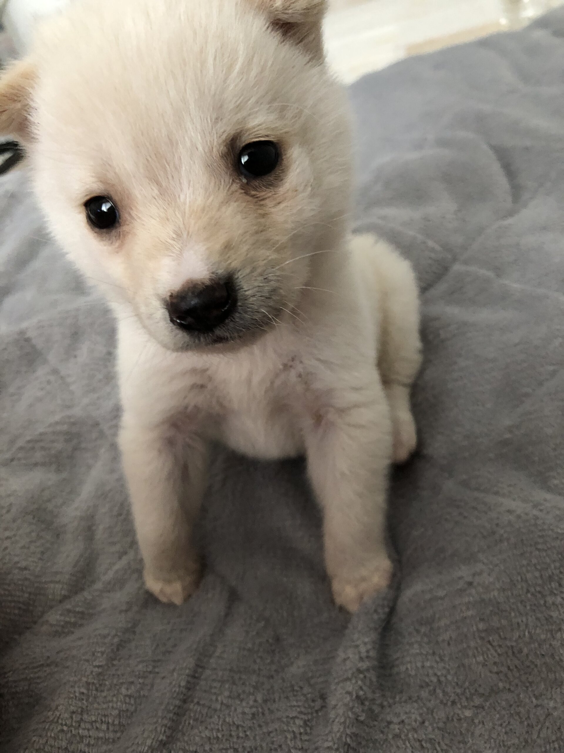 とっても可愛いこはく