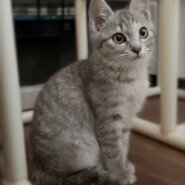 可愛いサバトラ3か月（糸島市）