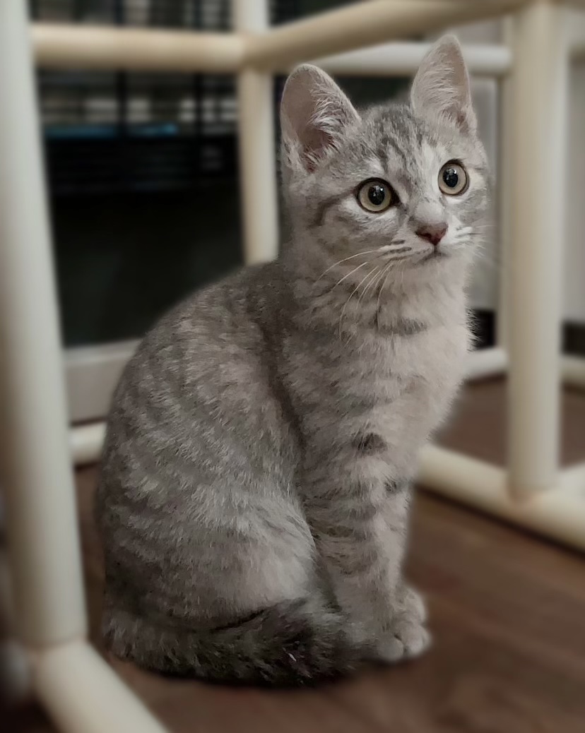 可愛いサバトラ3か月（糸島市）