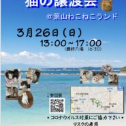 子猫だらけの保護猫譲渡会