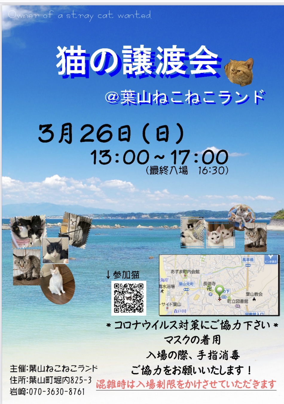 子猫だらけの保護猫譲渡会