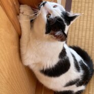 まだまだ甘えたい　お利口ハルちゃん