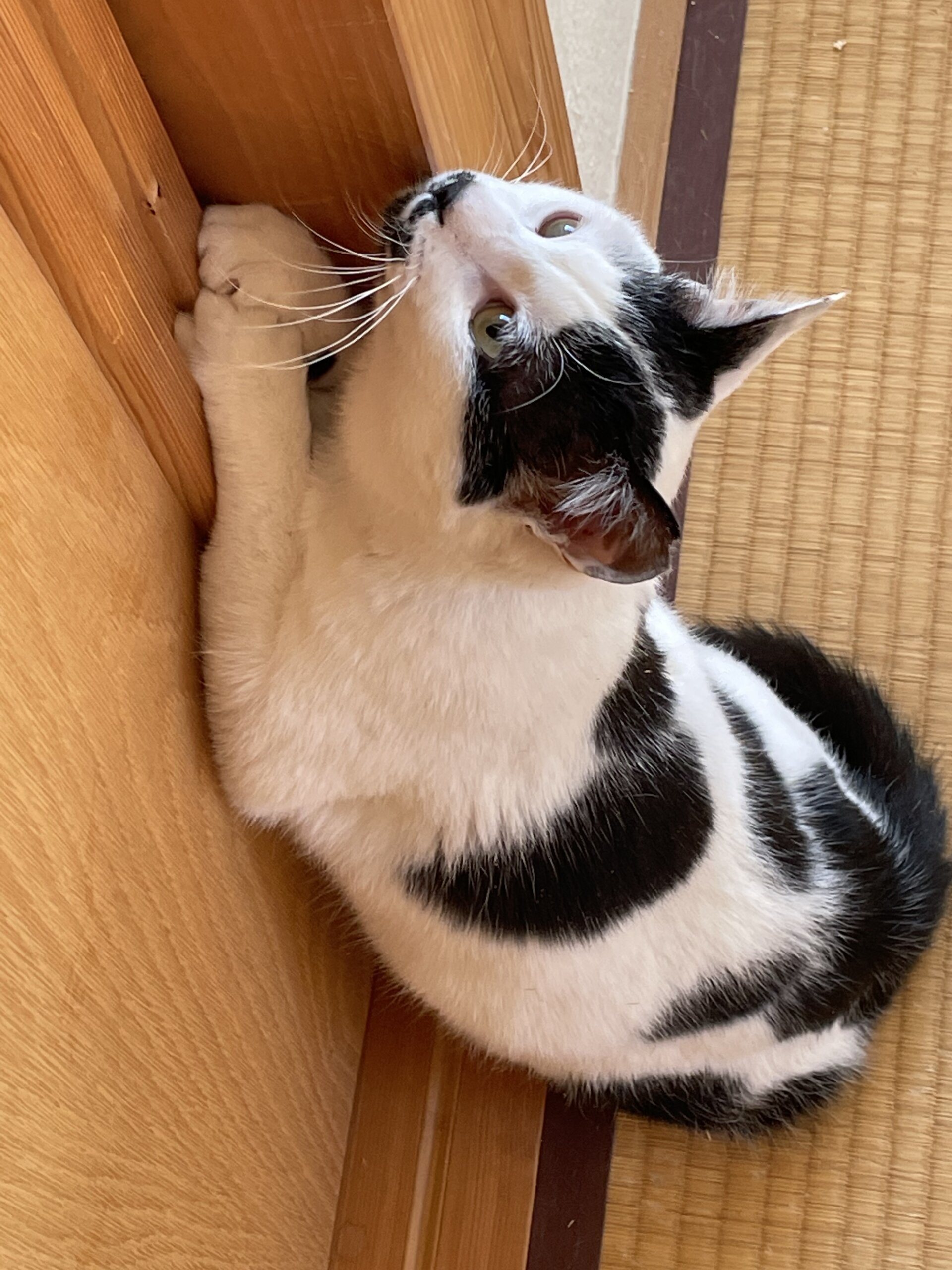 まだまだ甘えたい　お利口ハルちゃん