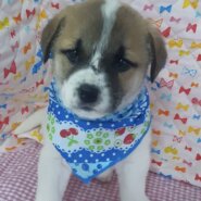 保健所レスキュー野犬の子♂つよし君