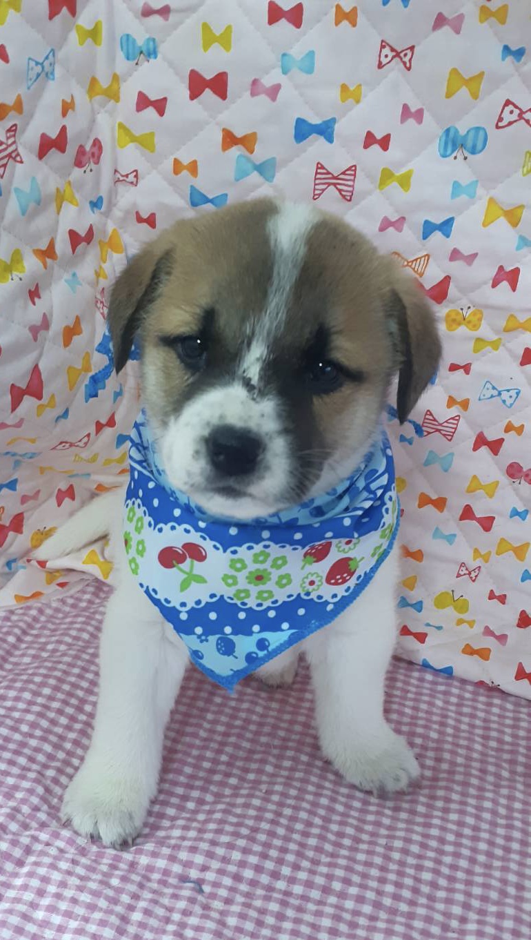 保健所レスキュー野犬の子♂つよし君