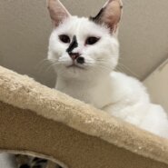 一歳10ヵ月　白ブチ　女の子