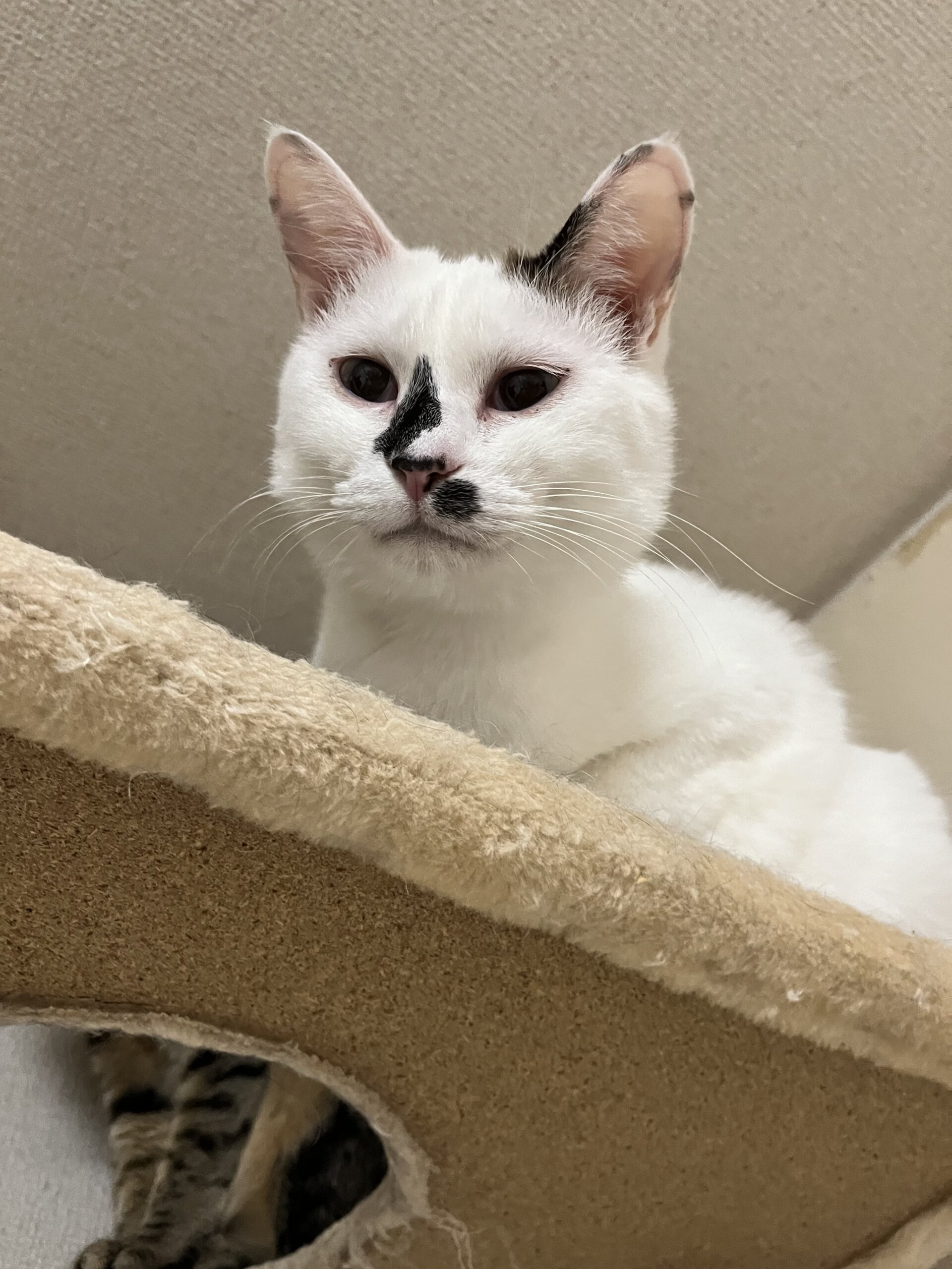 一歳10ヵ月　白ブチ　女の子