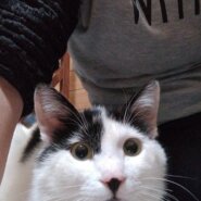 生後２年の成猫男の子