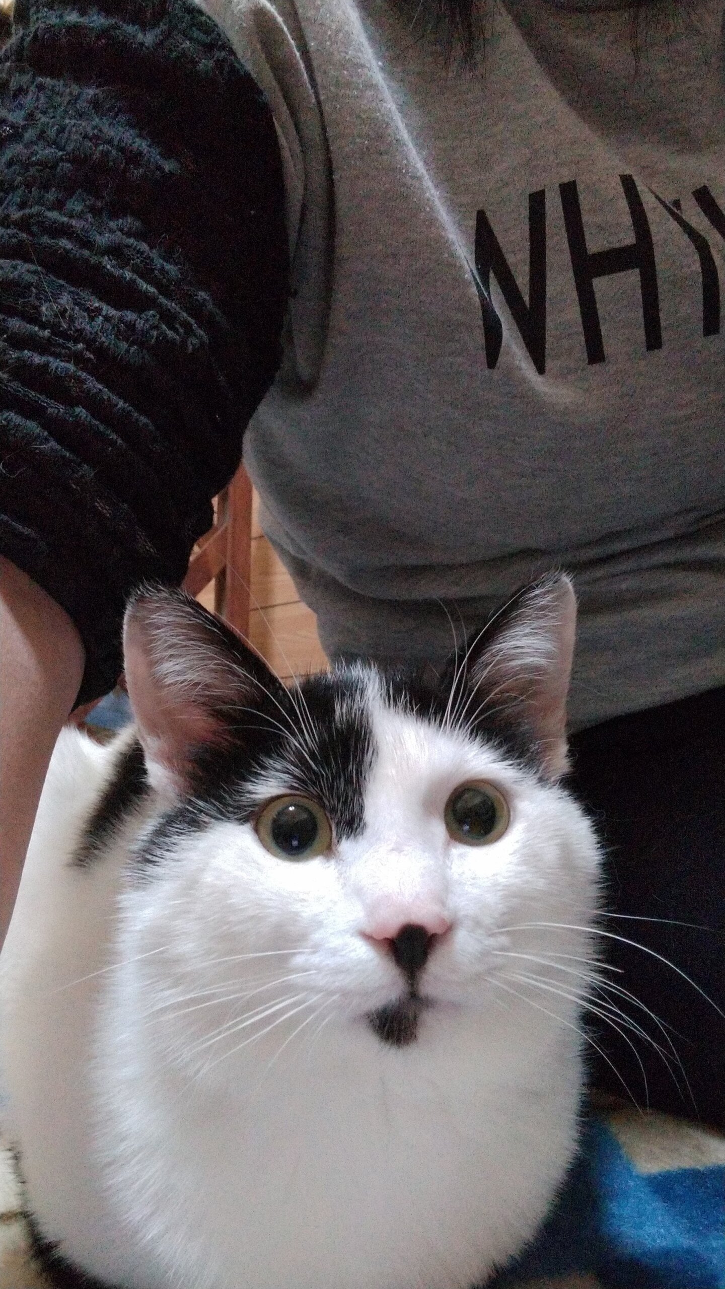 生後２年の成猫男の子