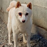 柴　女の子　9歳目が見えません