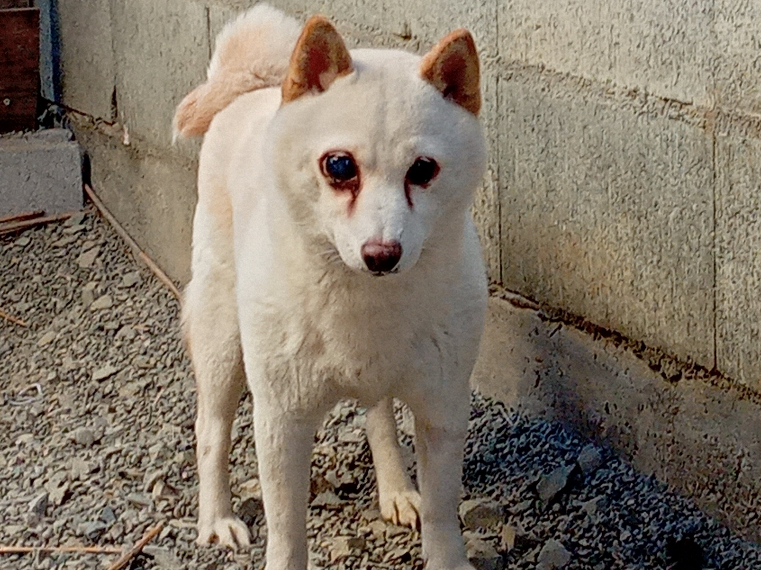 柴　女の子　9歳目が見えません