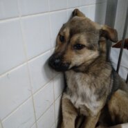 期限あります。助けて下さい