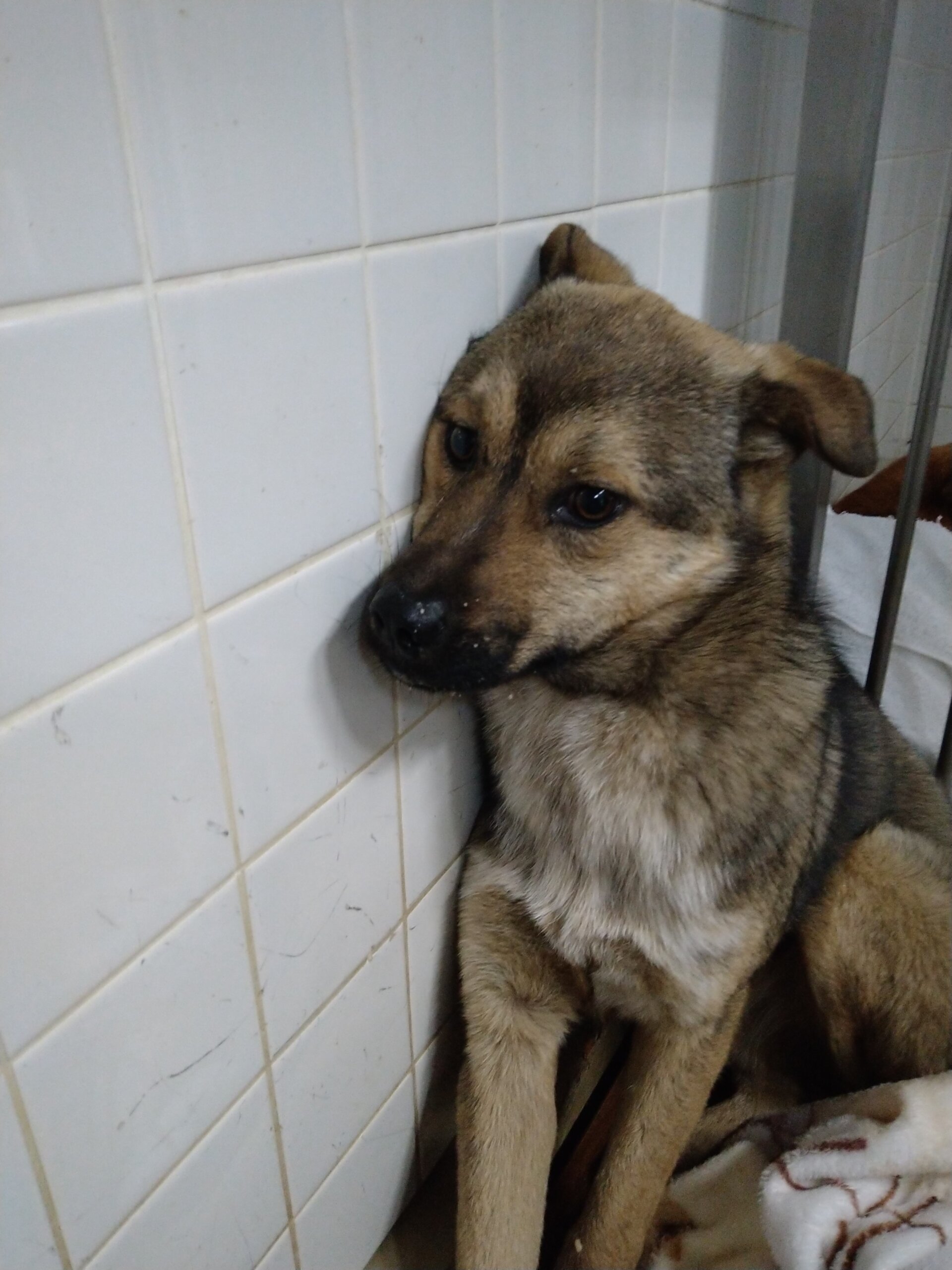 期限あります。助けて下さい