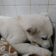 皮膚病ありましがかわいい子です