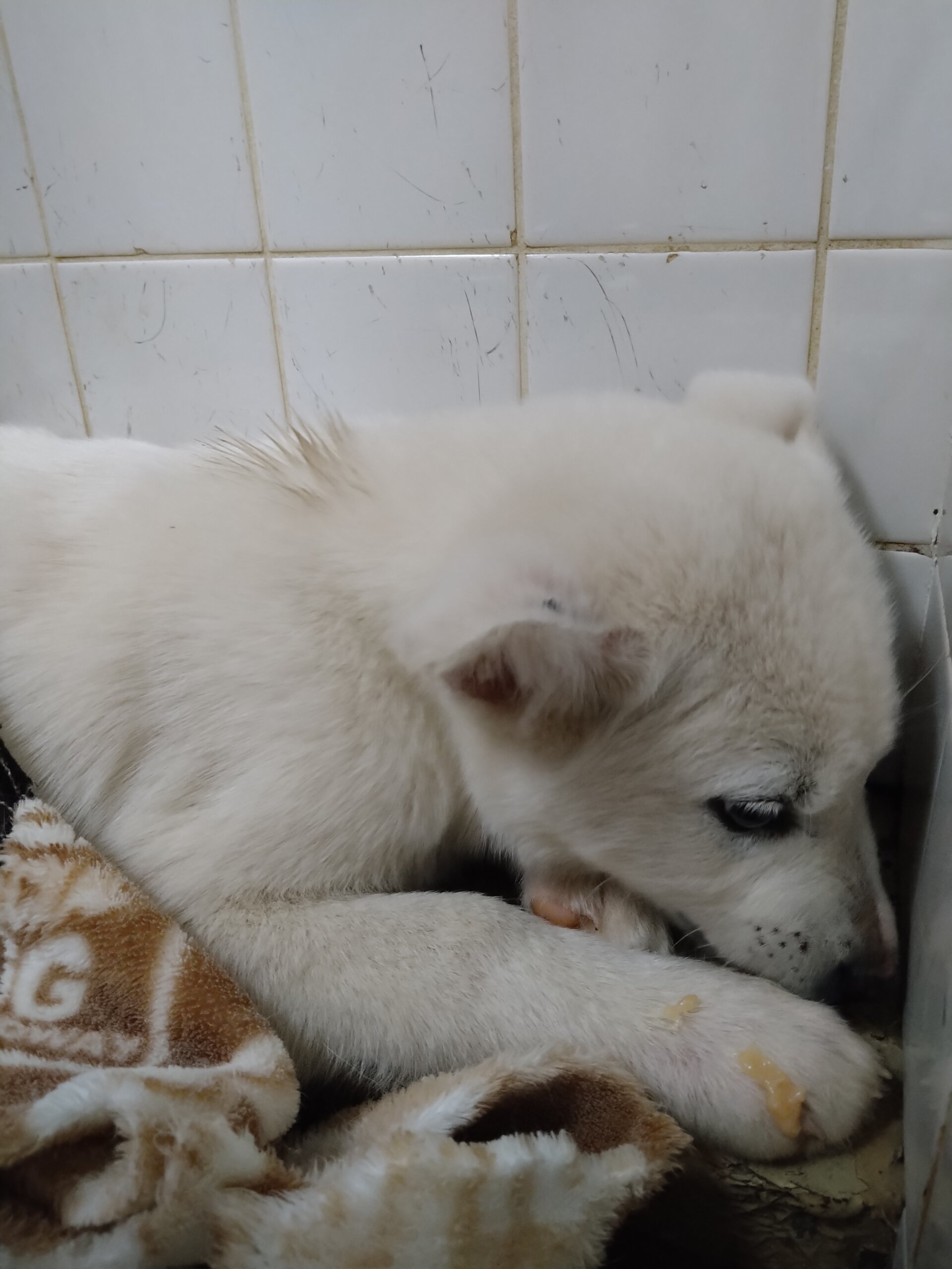 皮膚病ありましがかわいい子です