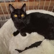 黒猫3きょうだい　男の子　約2歳