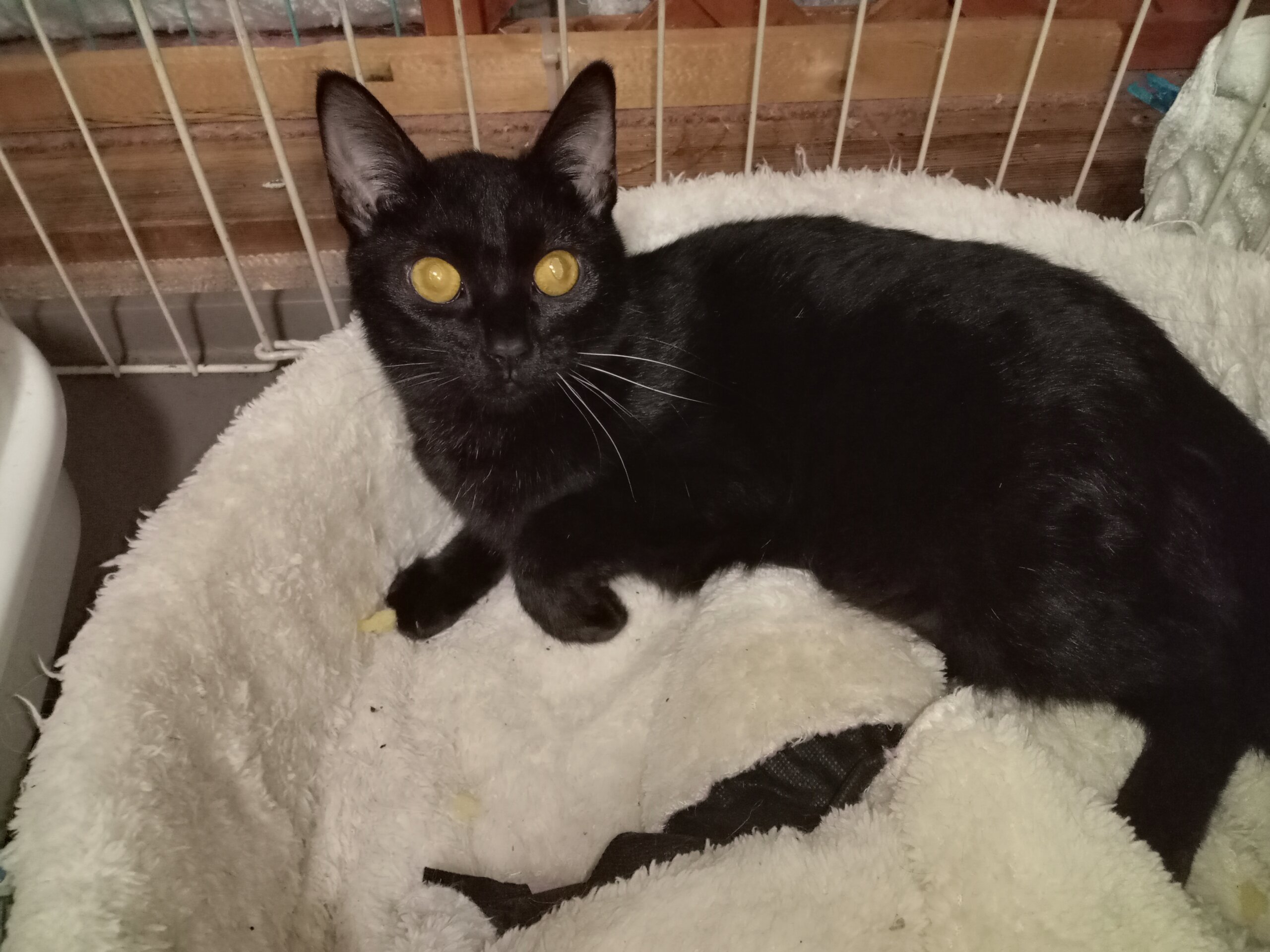 黒猫3きょうだい　男の子　約2歳