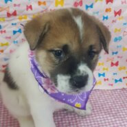 保健所レスキュー野犬の子♂茶々くん