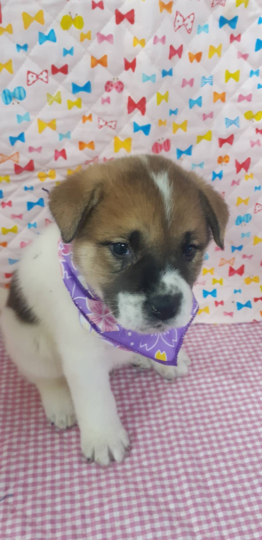 保健所レスキュー野犬の子♂茶々くん