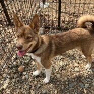 甘えん坊な雑種の男の子