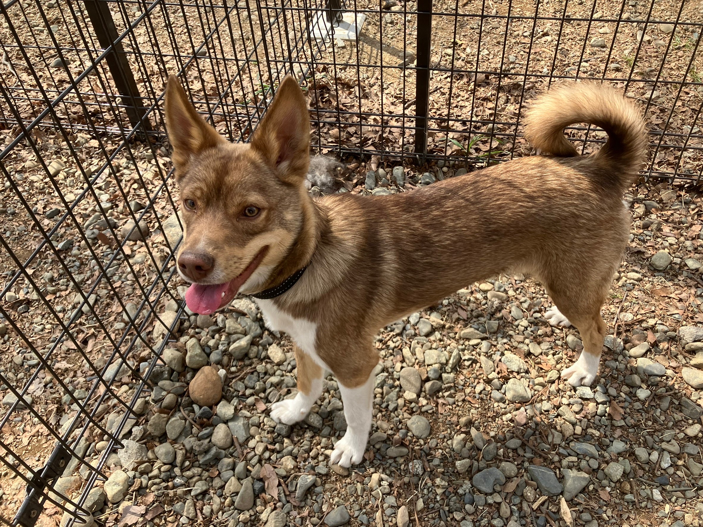 甘えん坊な雑種の男の子