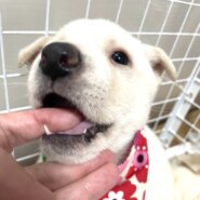 保健所引出し、人が大好きな野犬の子♀カレンちゃん