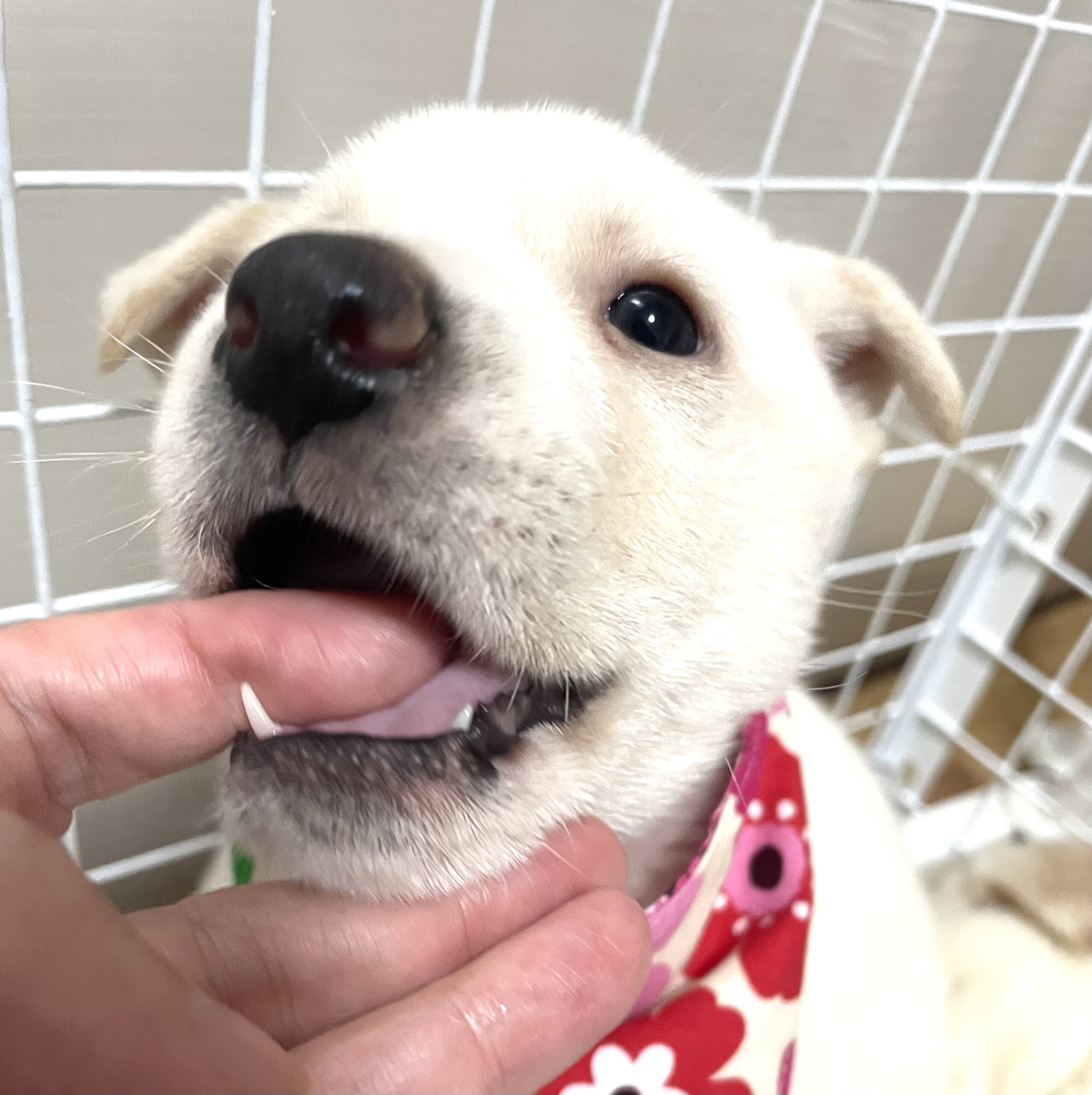 保健所引出し、人が大好きな野犬の子♀カレンちゃん