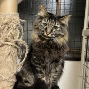 3歳　キジ　長毛　女の子