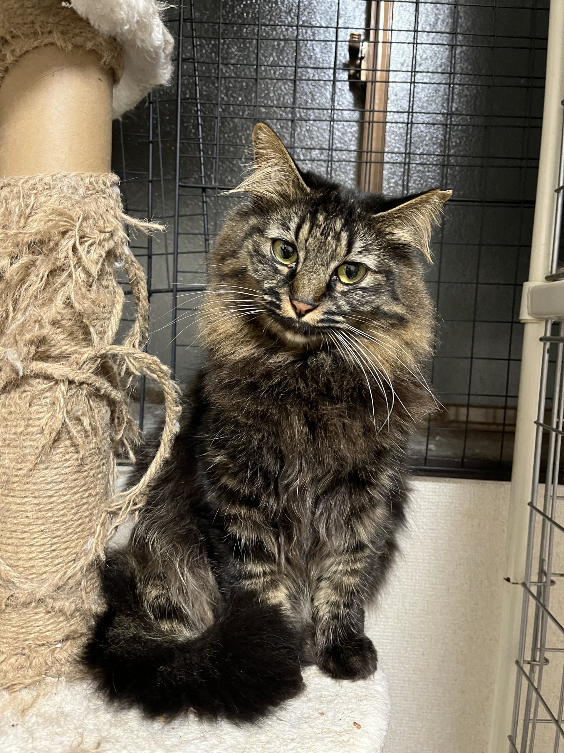 3歳　キジ　長毛　女の子